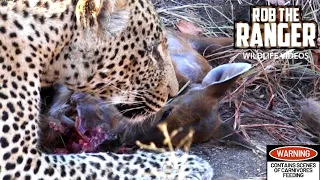 Jaw-dropping Moment: Fearless Male Leopard Devours Entire Newborn Nyala!! 😱🐆