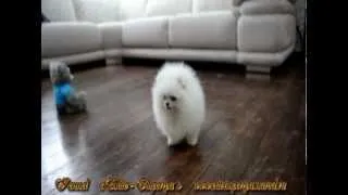 Щенок померанского шпица белого окраса. Pomeranian puppy white color.