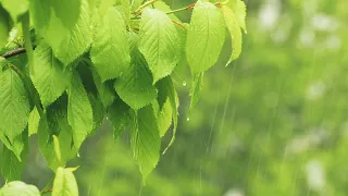 Regen im Wald: Regengeräusche mit Donner zum Einschlafen (7 Stunden)