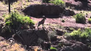 2015 Desert Bighorn Sheep Census