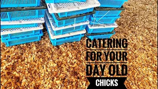 How to take care of your day old chicks (day old chicks checklist )