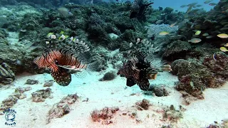 Scuba Diving Mauritius July 2023