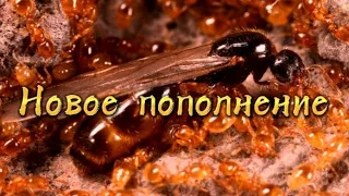 Изменения у муравьёв. Новые жители(Solenopsis fugax)