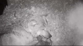 Wolf Pup Bites Mom's Nose for Kisses