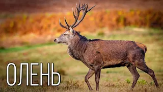 Deer: Symbol of light and purity | Interesting facts about deer