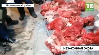 Туши двух лосей обнаружили в машине жителя Нижнекамска | ТНВ