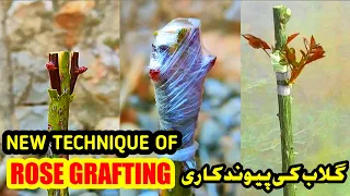 How to graft rose plant | Rose Grafting techniques