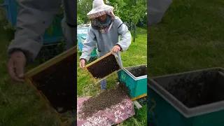 Виведення сім'ї бджіл з ройового стану. 27.05.21.м.Надвірна