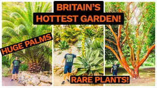 HUGE Palms & Crazy Desert Plants at Ventnor Botanic Garden