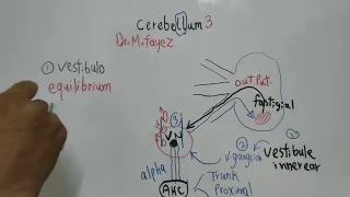 #Motor_CNS_Dr_Mohamed_Fayez  Cerebellum Part 3