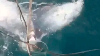 Baleia jubarte tem cauda arrancada em acidente com barco de pesca