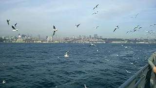 Стамбул. Чайки на берегу Босфора. Турция