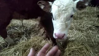 Бык казахской-белоголовой породы "Бука Акбасович" и его телята/Kazakh white-headed ,and its calves