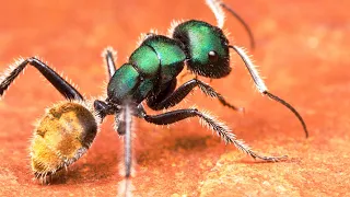 10 Most Beautiful Ants In The World