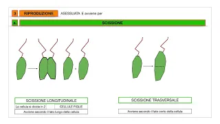 Scienze - Protozoi.