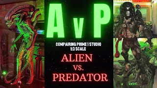 AvP!! Comparing Prime 1 Studio ‘Non’ scaled ALIEN Big Chap with the 1:3 Jungle Hunter PREDATOR!!!