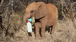 Rescue of Orphaned Elephant Mayan | Sheldrick Trust