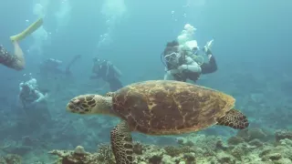 [GOPRO HERO4] Underwater Okinawa Jul 2016