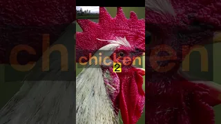 #chicken #chickens #hen #hens #rooster #farmanimals #chickenfacts #facts #factoftheday #fyp #viral