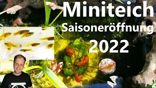 MINITEICH SAISONERÖFFNUNG 2022 - Echte Klassiker der Outdooraquaristik I Endlerguppy Poecilia wingei