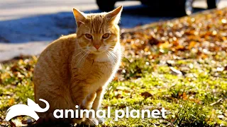 Jackson Galaxy's Mission to Ending a Feral Cat Epidemic | My Cat From Hell | Animal Planet