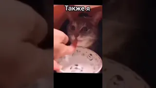 Избалованный Кот😂🔥