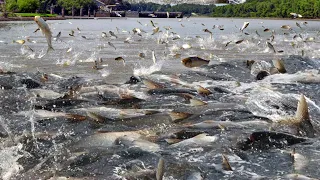 Amazing aquaculture farm - How To Harvest Hundreds of Tons of Fish in The Pond