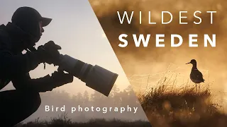 Magic in the Swedish Wilderness - A Bird Photography Adventure