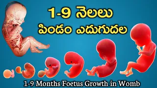 1-9 నెలలు పిండం ఏ నెలలో ఎలా ఉంటుంది | pregnancy baby growth | pregnancy 1 to 9 months | week by week