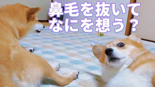 【犬猫アテレコ】鼻毛を抜いて何を想う