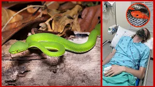 BITTEN BY A VENOMOUS PIT-VIPER IN THAILAND - MY EXPERIENCE: Herping Vlog 2