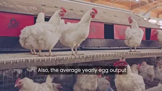 China's Poultry Farm Make Million Eggs and Meat   Modern Layer Farming in China