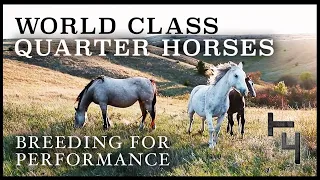 Performance Quarter Horse Breeding Program - T4 Cowan Ranch, South Dakota