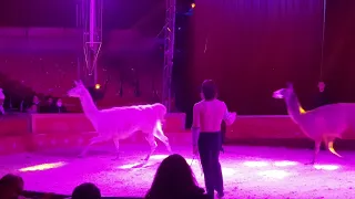 Circo Ronny Roller Animali Vari Roma 2021