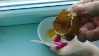 Что будет если яйцо положить в кока колу на 72 часа/Egg In Coke For 72 Hours Experiment