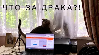 КОТ обижает КОШКУ!? 🤨СТРАШНОЕ существо 😨Марти вышел на улицу! 🌲его РЕАКЦИЯ на улицу 😘VLOG