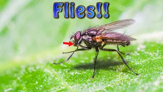 Flies!  - Our Small World Mage Math Microscope Fun