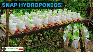 SNAP Hydroponics! Simple Set-up Using Empty Plastic Bottles by KaHalaman PH.