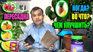 ПЕРЕСАДКА ЦИТРУСОВЫХ (ЛИМОН, МАНДАРИН). ОТЛИЧНАЯ ДОБАВКА В СУБСТРАТ. ЭКЗОТИКА НА ПОДОКОННИКЕ 23-1