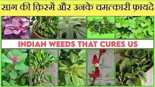 Eat Medicinal Food यह साग असाध्य रोगों को भी ठीक करता है Indian Weeds That Cures & keep Healthy