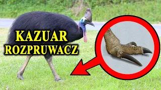 KAZUAR - Najgroźniejszy Ptak Świata - Współczesny Dinozaur i Jego Bas