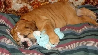 10 Fun Facts About Adorable Sleeping Animals