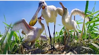 Колпица (Platalea leucorodia) | Film Studio Aves