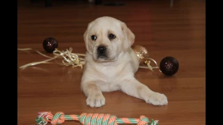 щенки лабрадора.Labrador puppies