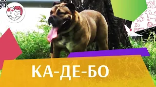 Ка-де-бо на ilikepet. Особенности породы, уход