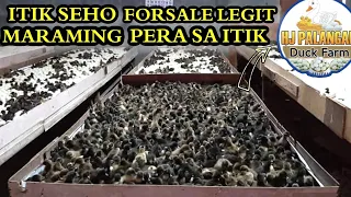 ITIK SEHO FOR SALE ( HJ PALANGAN DUCK FARM ) PARA SA MGA GUSTO MAG SIMULA SA ITIKAN BUSINESS