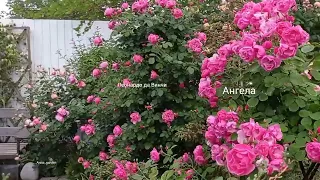 #сад #розы Розы после 5 дней дождя - Спирит оф фридом, Эльф, Рококо и другие.