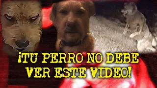 ESO QUE LLEGO AL VETERINARIO NO ERA UN PERRO - EXPERIENCIAS CON PERROS ACTUANDO COMO HUMANOS