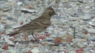 Малый жаворонок   Calandrella brachydactyla