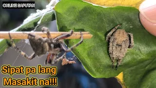 Spider Fight yung nakalamang kana sa laban pero tinalo ka pa!